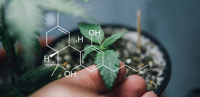 Sampling CBD Oils