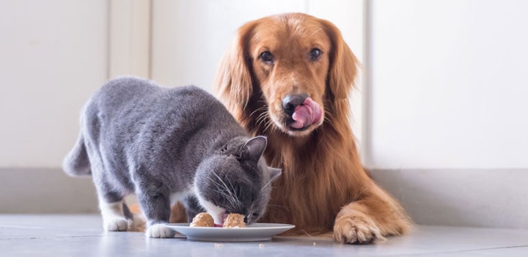 Food Safety is #1 for Pets